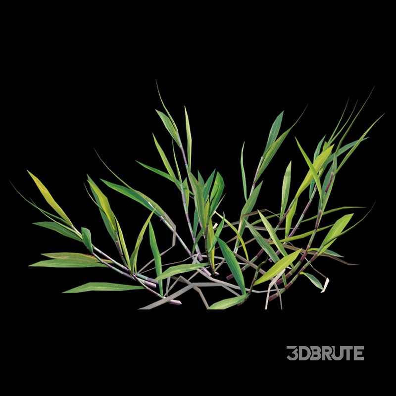 Cynodon dactylon – set 02 Image 8