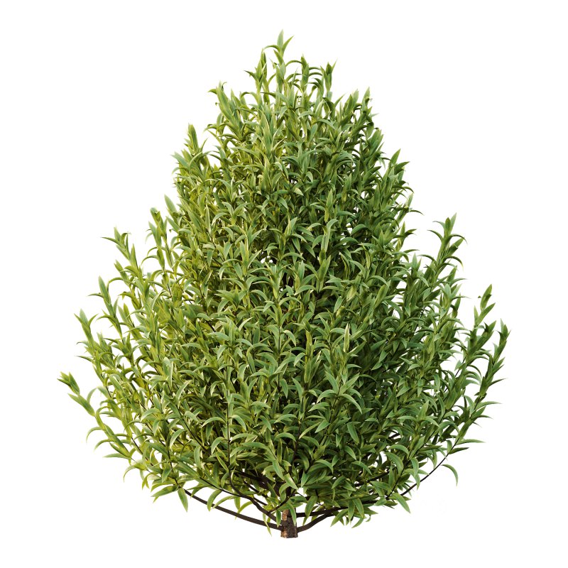 Sweet Viburnum Plant01 Image 2