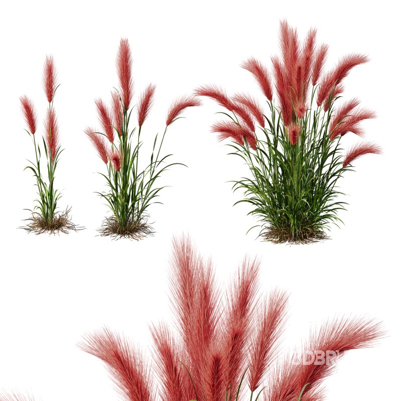 AV 11 different Grasses Image 5