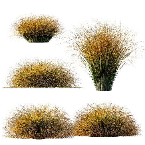 AV Carex Testacea Orange Sedge Grass Prairie Fire