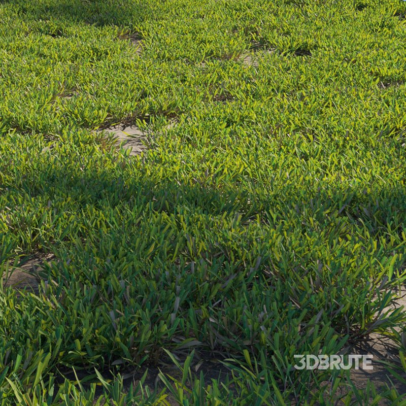 Cynodon dactylon – cut 02 Image 2