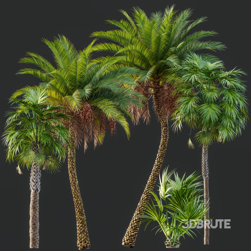 AV Sabal Palmetto Cabbage Palm and Phoenix Sylvestris Fruit palm tree Image 5