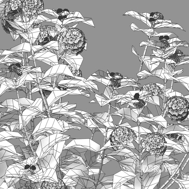 Lantana camara Image 6