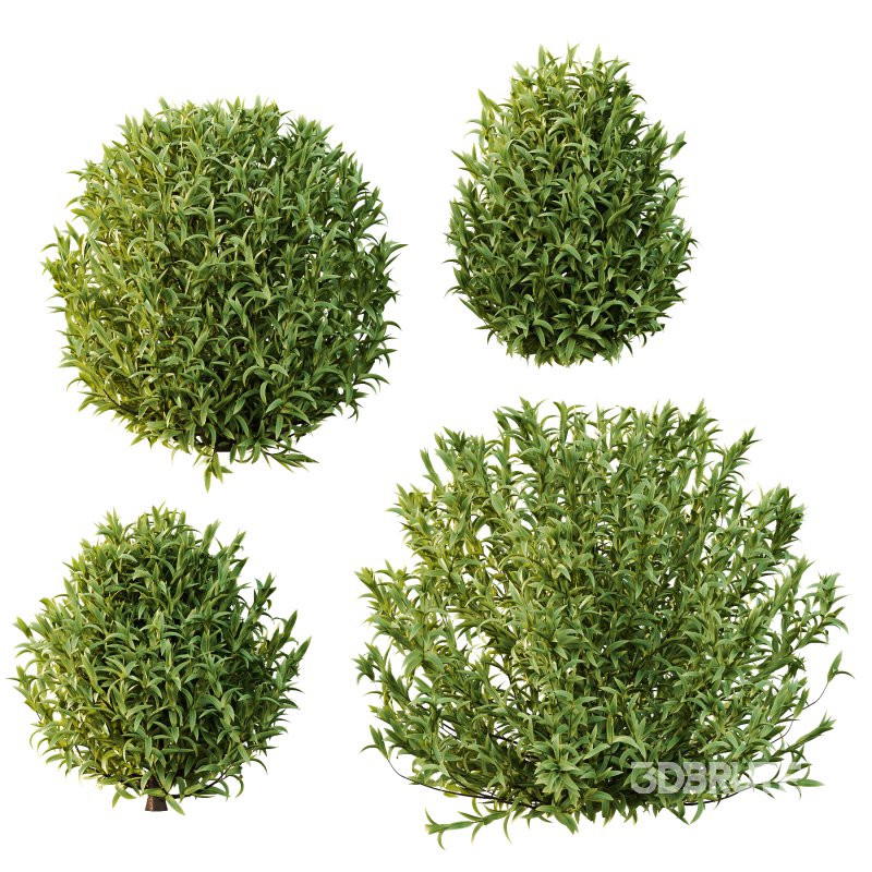 Sweet Viburnum Plant01 Image 4