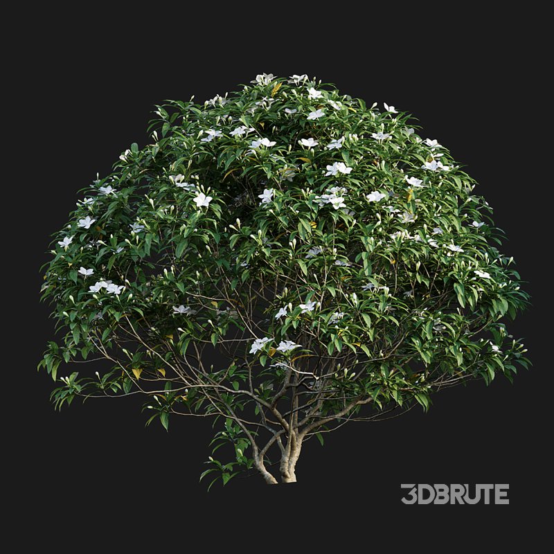 Wrightia antidysenterica 02 Image 3