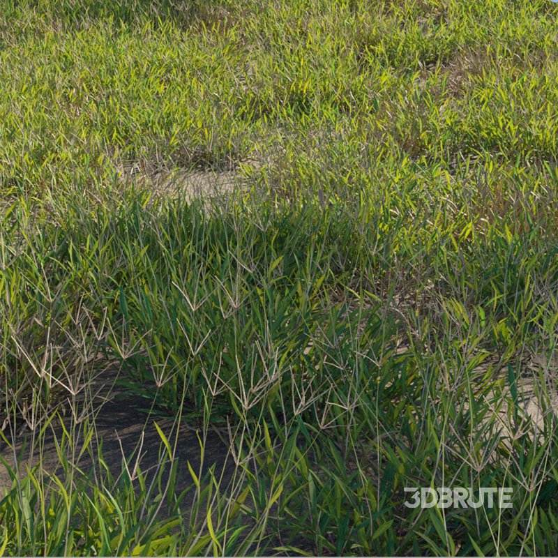 Cynodon dactylon – dry 02 Image 2