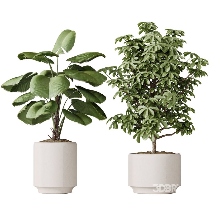 AV Indoor plants set 186 Olive Artificial and Arboricola Umbrella and Areca Palm and Rhapis Excelsa Lady Palm and Ruffled Fan Palm Image 3