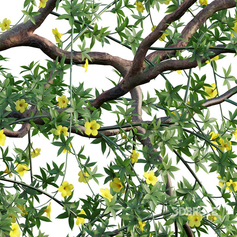 Allamanda cathartica – Golden Trumpet 02 Image 2