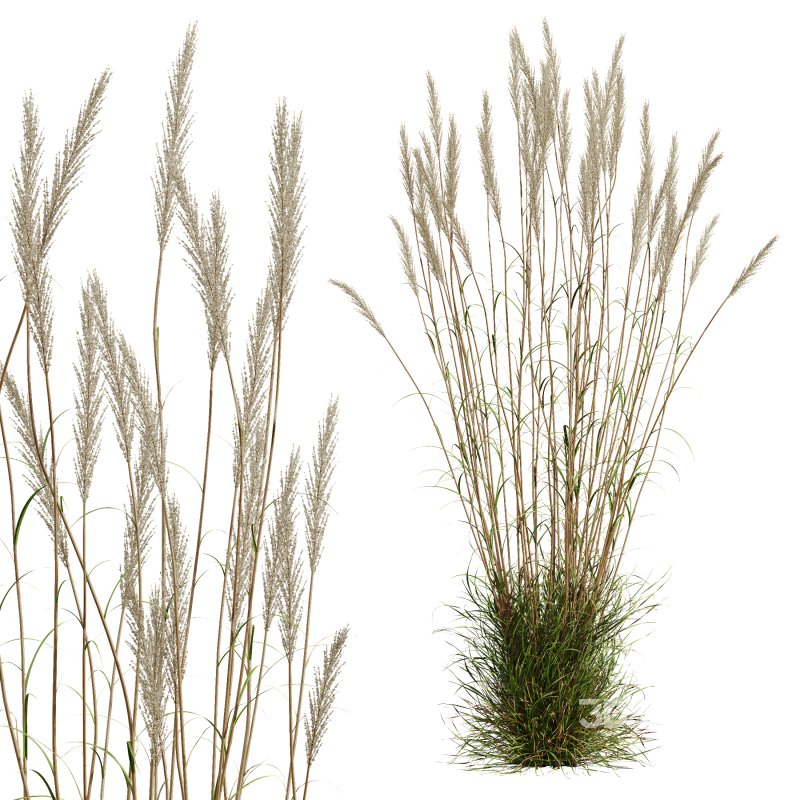 AV Celtica Gigantea Stipa Golden Oats and Calamagrostis Acutiflora Karl Foerster grasses Image 8