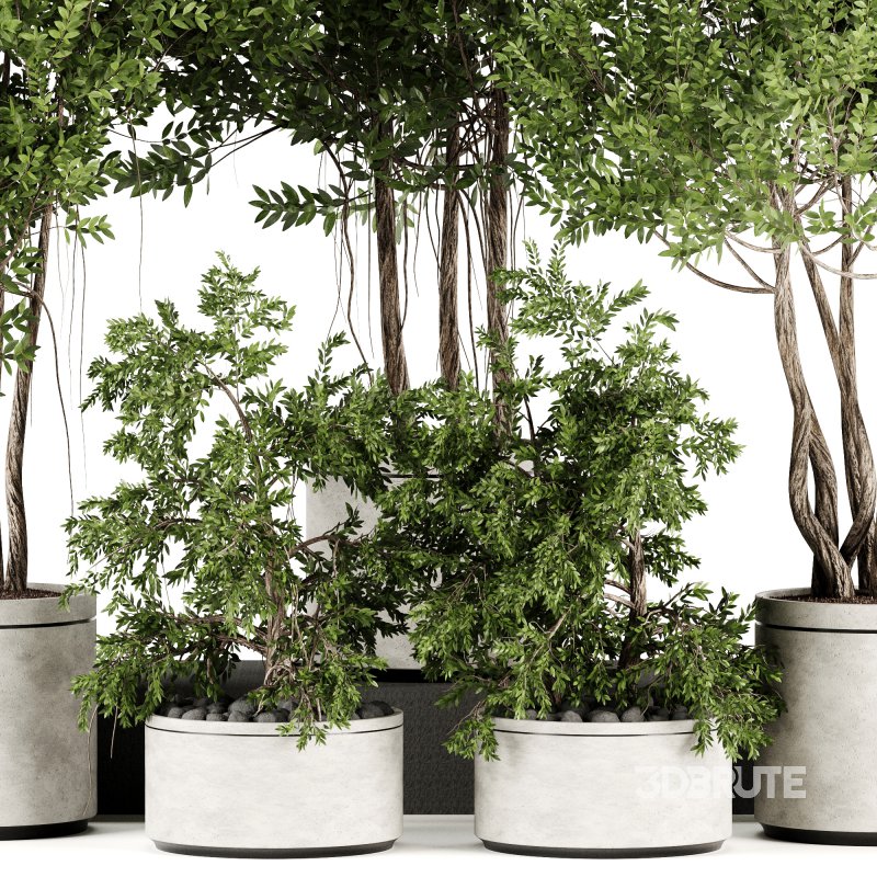 Indoor plants-Pot and tree set167 Image 5