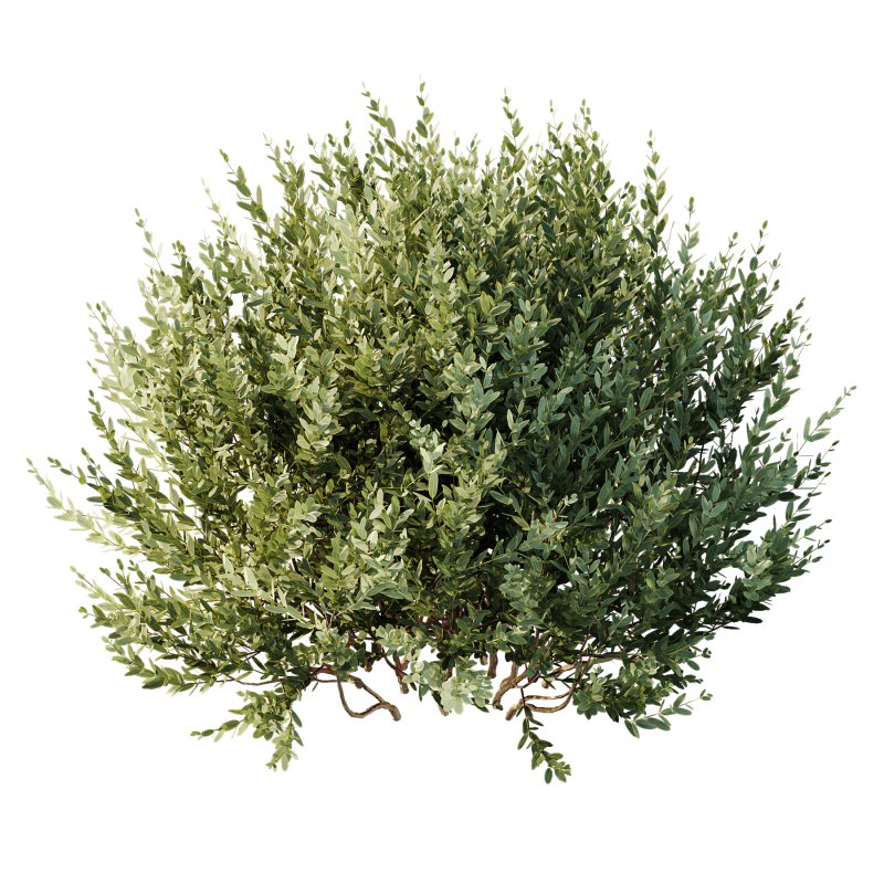 AV 9 different Montra Olive Bush Image 2