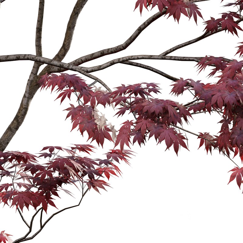 Japanese maple – Acer palmatum 01 Image 6