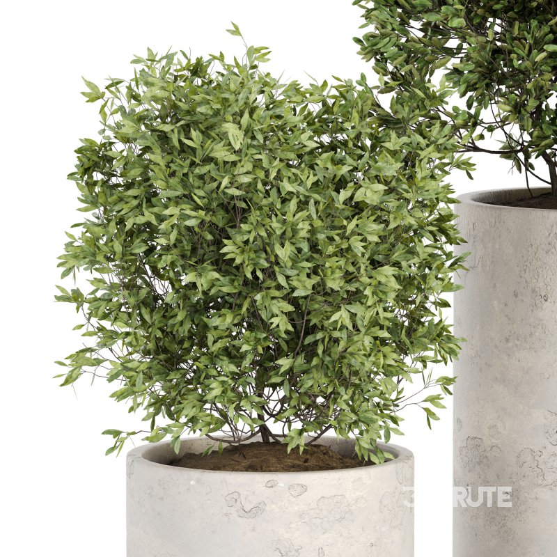 Outdoor Plant Set 013 Image 4