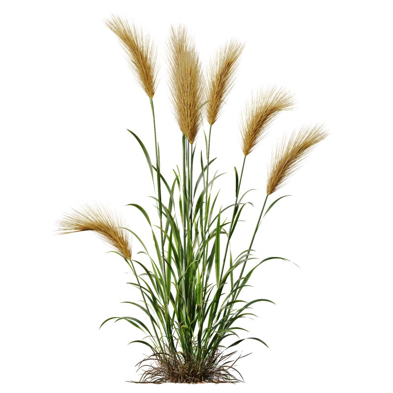 AV 11 different Grasses Image 3