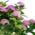 Hydrangea 02 - Thumbnail 3