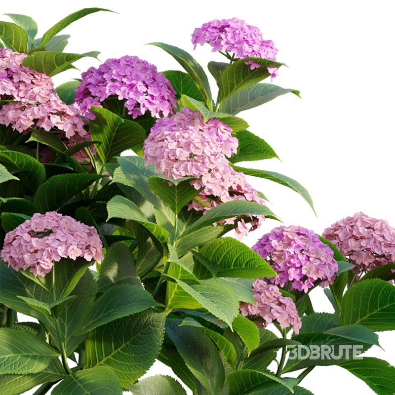 Hydrangea 02 Image 3