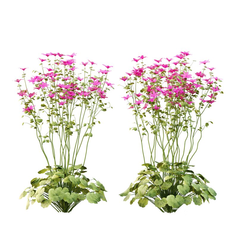 comes from the Greek word geranos meaning crane in reference to the fruit which purportedly resembles the head and beak of a crane. Image 5