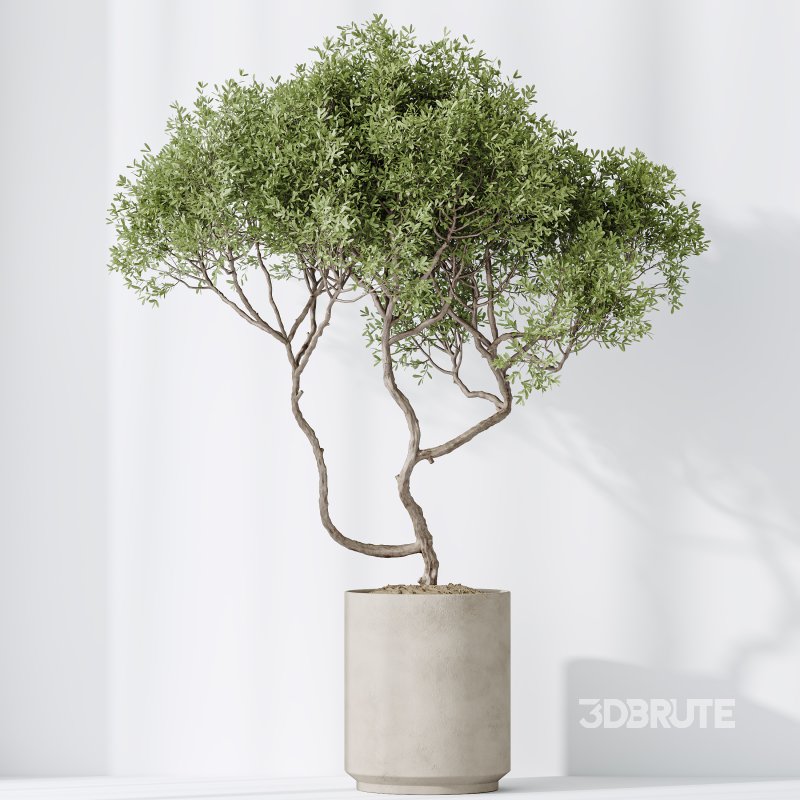 AV Indoor plants set 191 Mandarin Citrus Fruit Orange and Mission Arbequina Olive and Ficus Elastica Robusta and Ficus Cyathistipula African Fig Image 6