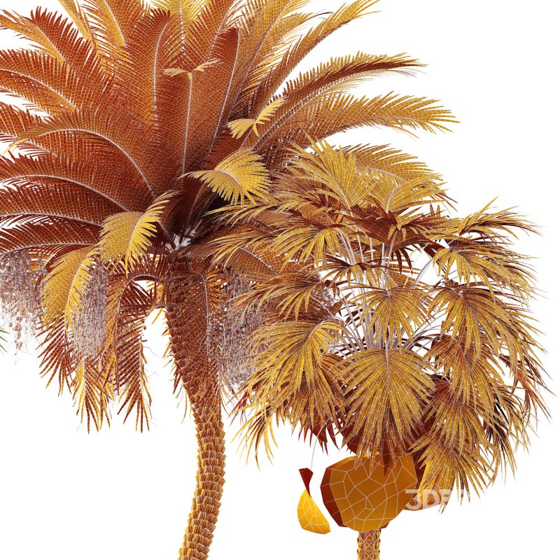 AV Sabal Palmetto Cabbage Palm and Phoenix Sylvestris Fruit palm tree Image 7