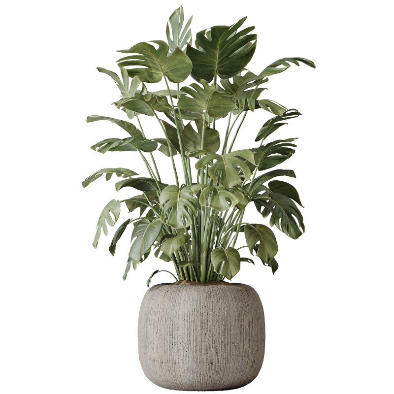 AV Indoor plants set 183 Olive Tree and Yucca Elephantipes Gigantea and Areca Palm and Giant Monstera Deliciosa Image 3