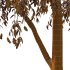 Eucalyptus Robusta Trees 06 - Thumbnail 3