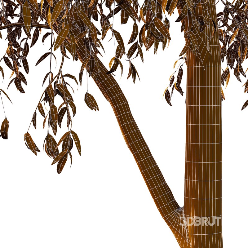 Eucalyptus Robusta Trees 06 Image 3