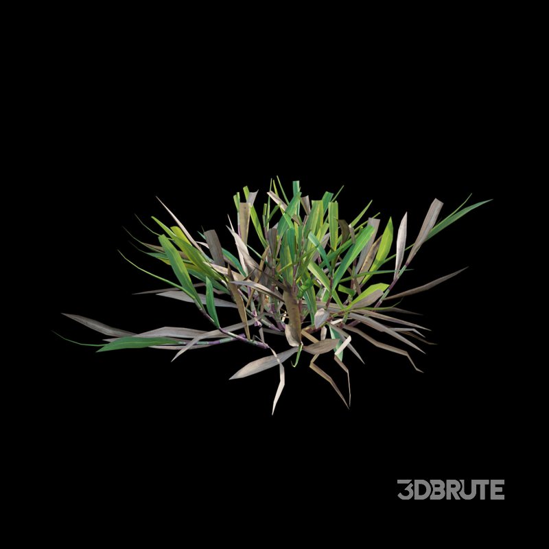 Cynodon dactylon – cut 02 Image 6