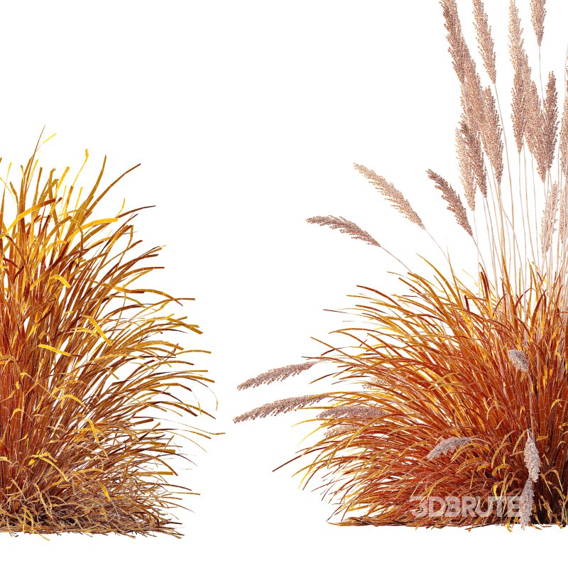 AV Calamagrostis Karl Foerster and Stipa Anemanthele lessoniana Grasses Image 12