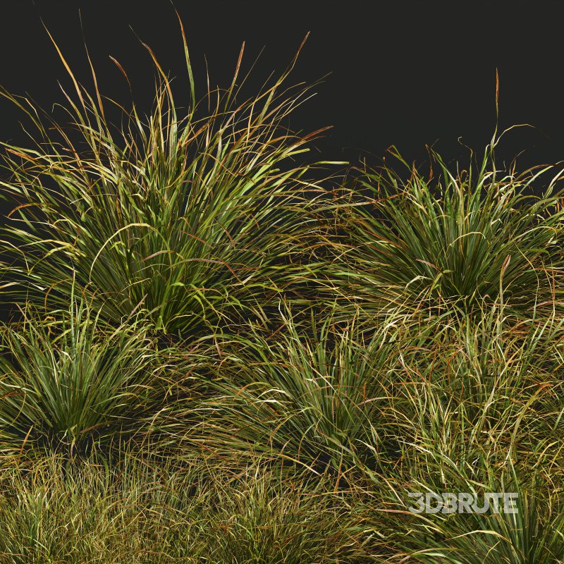 AV 20 different grass Stipa arundinacea Anemanthele lessoniana and Stipa arundinacea Sweet Grass Image 9