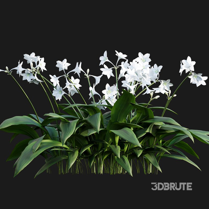 Eucharis grandiflora – Amazon Lily Image 6