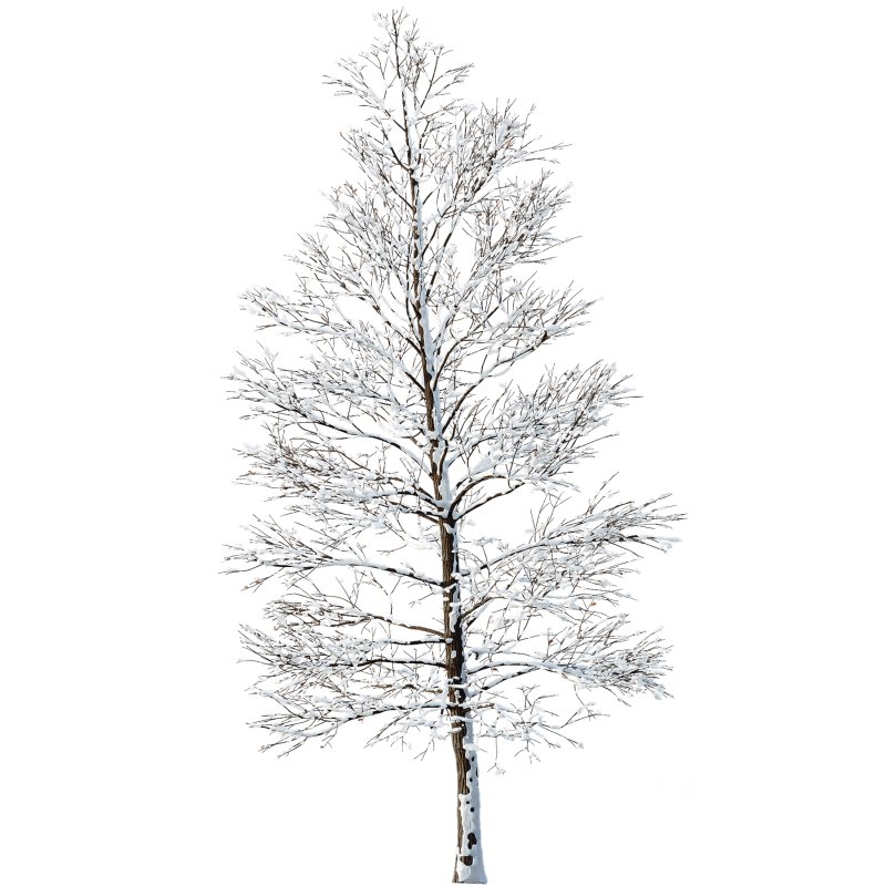 AV Plants Oak Tree Winter Snow Tree Image 1