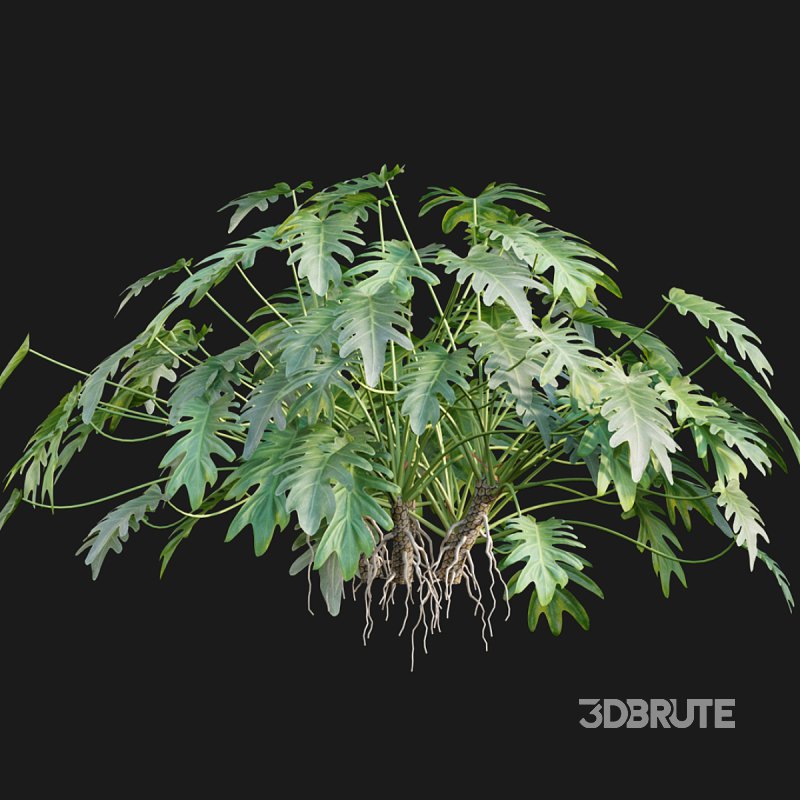 Philodendron xanadu Image 3