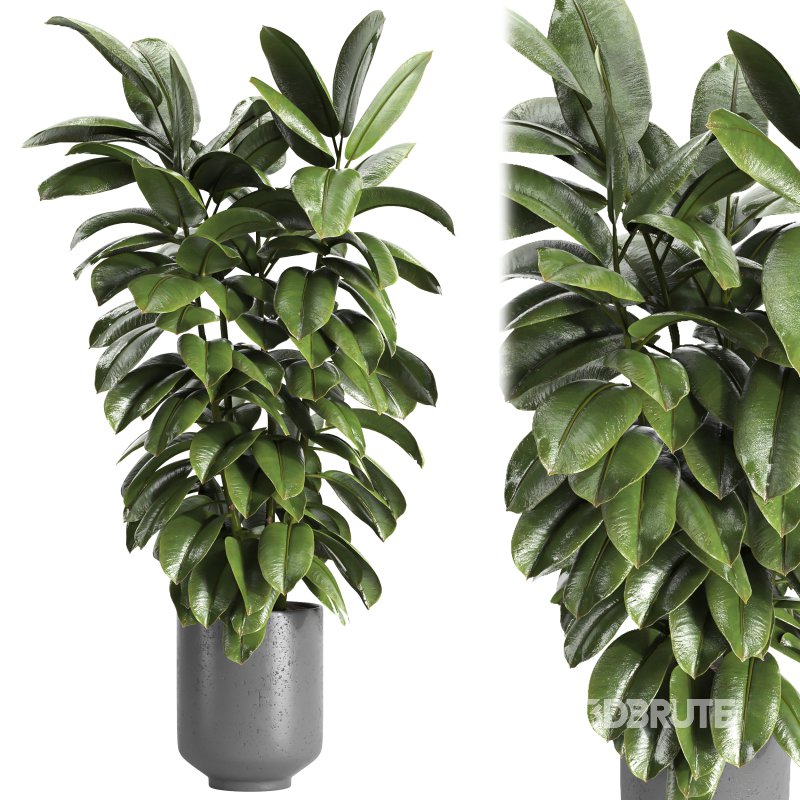 Indoor plant 04 Image 1