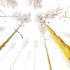 AV Plants Betula Pendula Winter Snow - Thumbnail 3