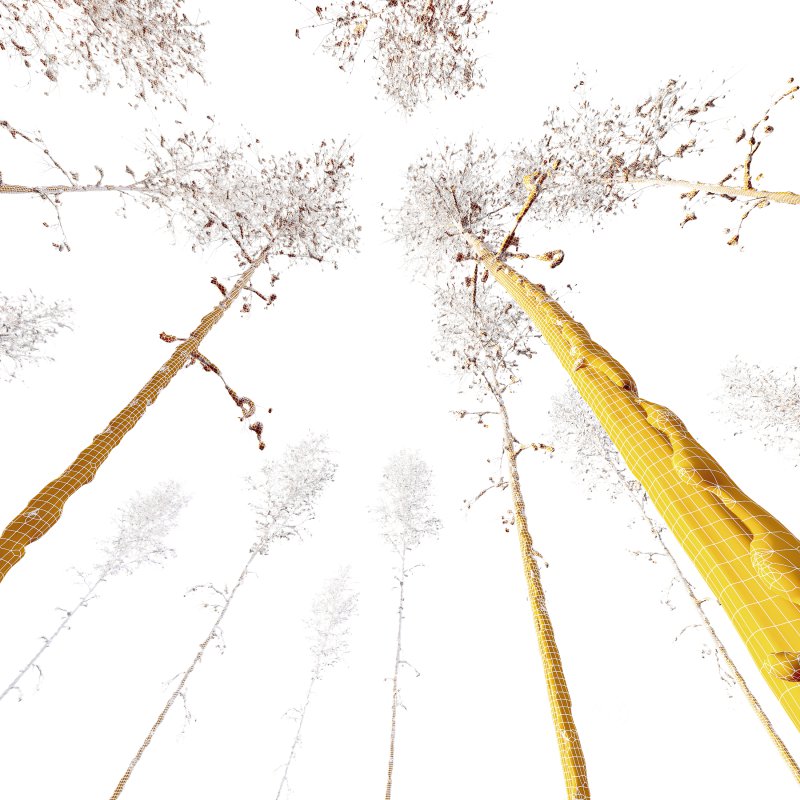 AV Plants Betula Pendula Winter Snow Image 3