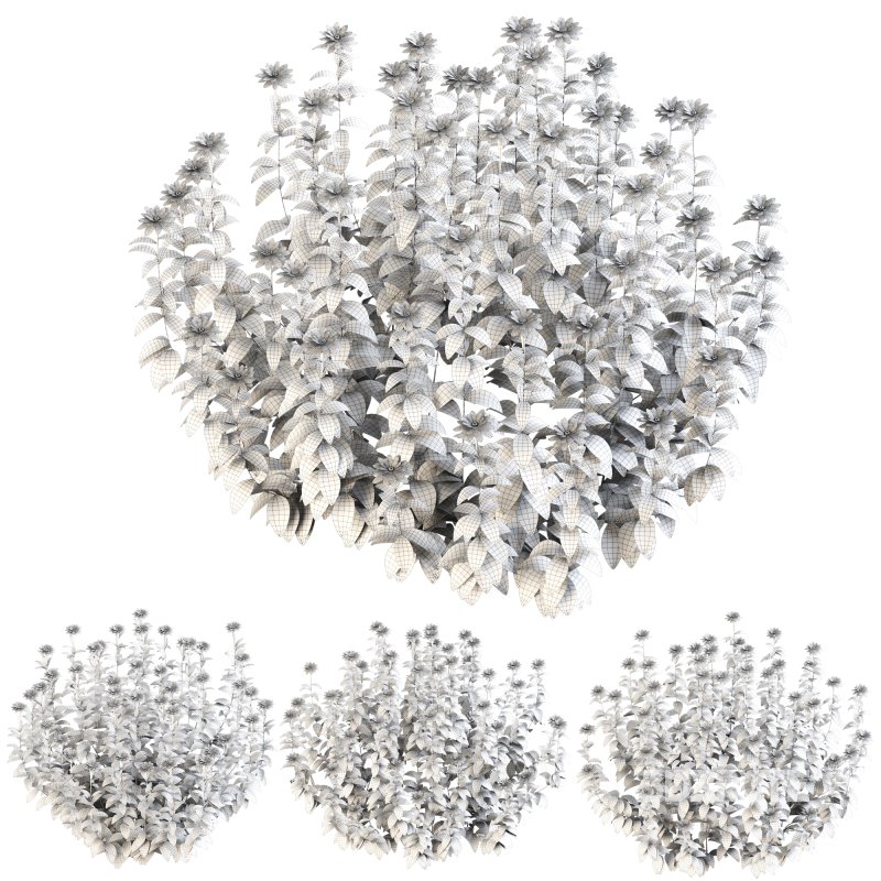 ornamental bush bloom Image 3