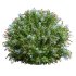 AV Ceratostigma Plumbaginoides Bleiwurz Bush - Thumbnail 2