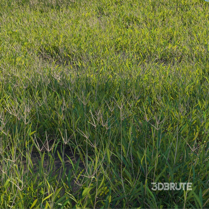 Cynodon dactylon – set 02 Image 2