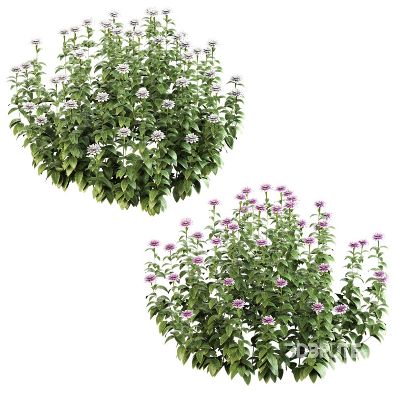 ornamental bush bloom Image 5