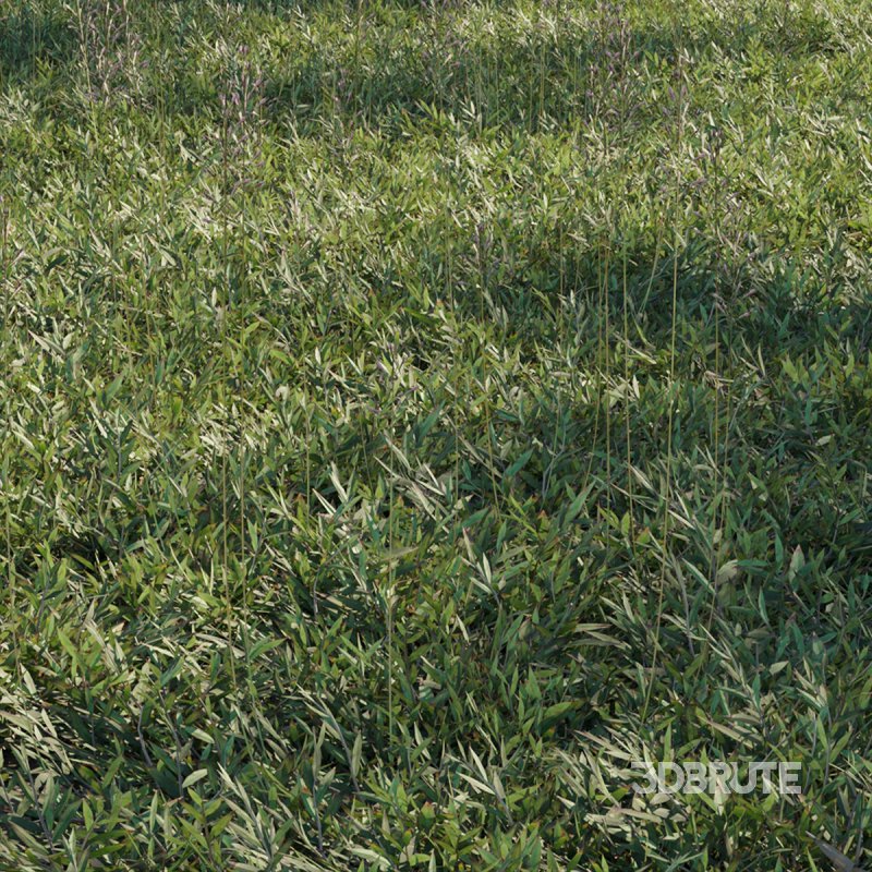 Chrysopogon aciculatus 02 Image 2