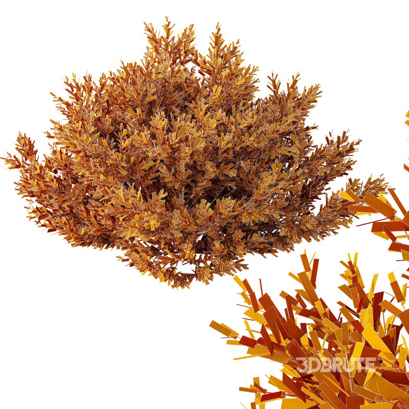 AV 9 different Montra Olive Bush Image 9