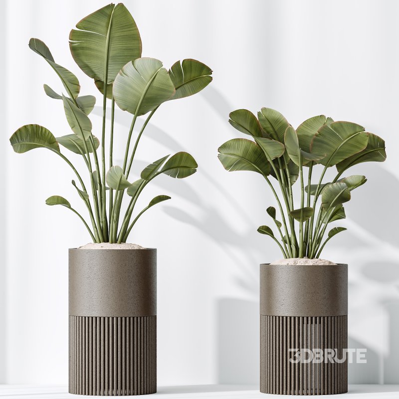 AV Indoor plants set 178 Mission Arbequina Olive and Ravenala Banana and Dracaena Lemon Lime Cane Dragon Image 5