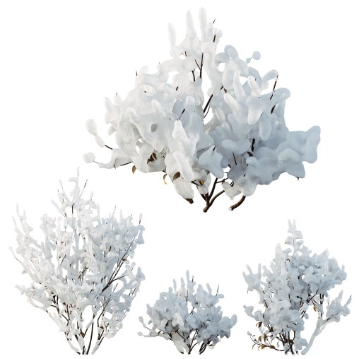 AV Plants Kapebonavista Pachystachys Lutea Golden Shrimp Winter Snow