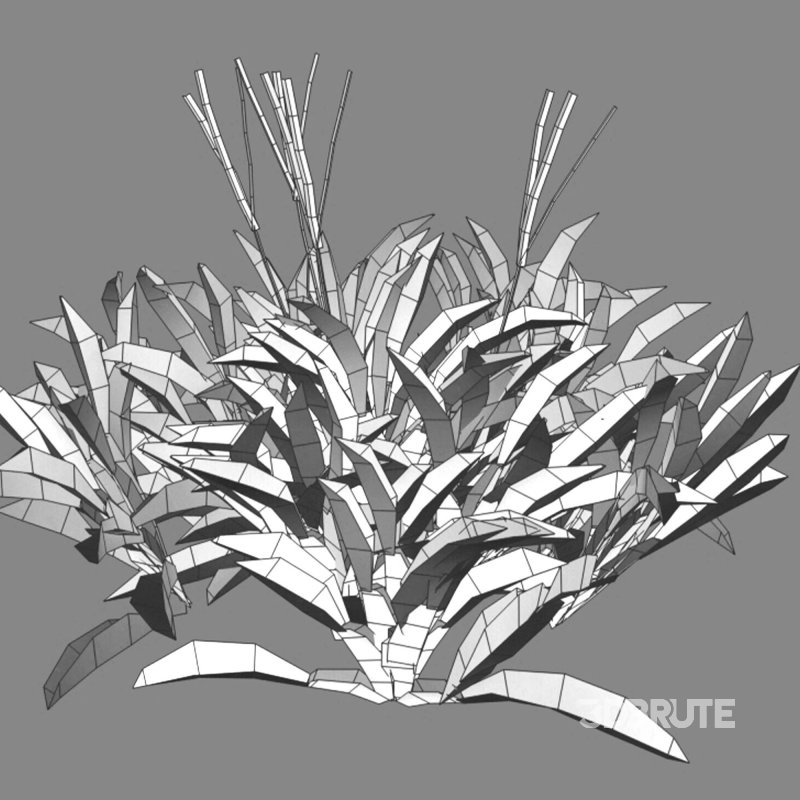 Axonopus Compressus Set 03 Image 6