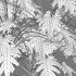 Philodendron xanadu - Thumbnail 6