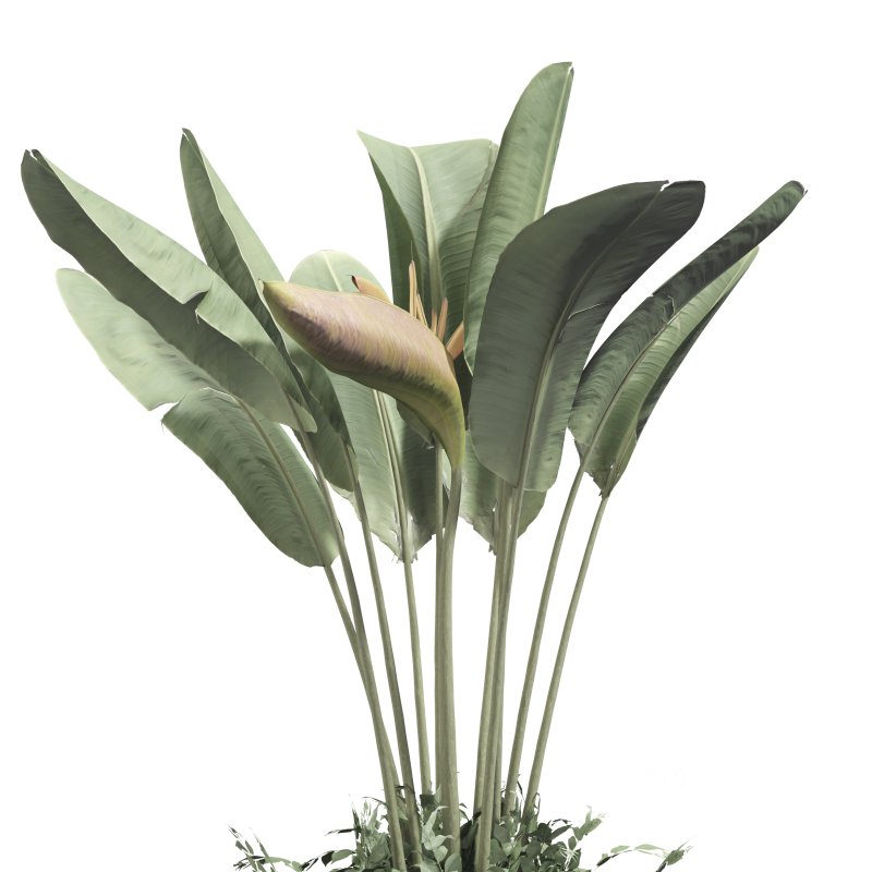 Strelitzia reginae and banana plant Image 3