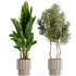 Indoor plants-Pot and tree set168 - Thumbnail 2