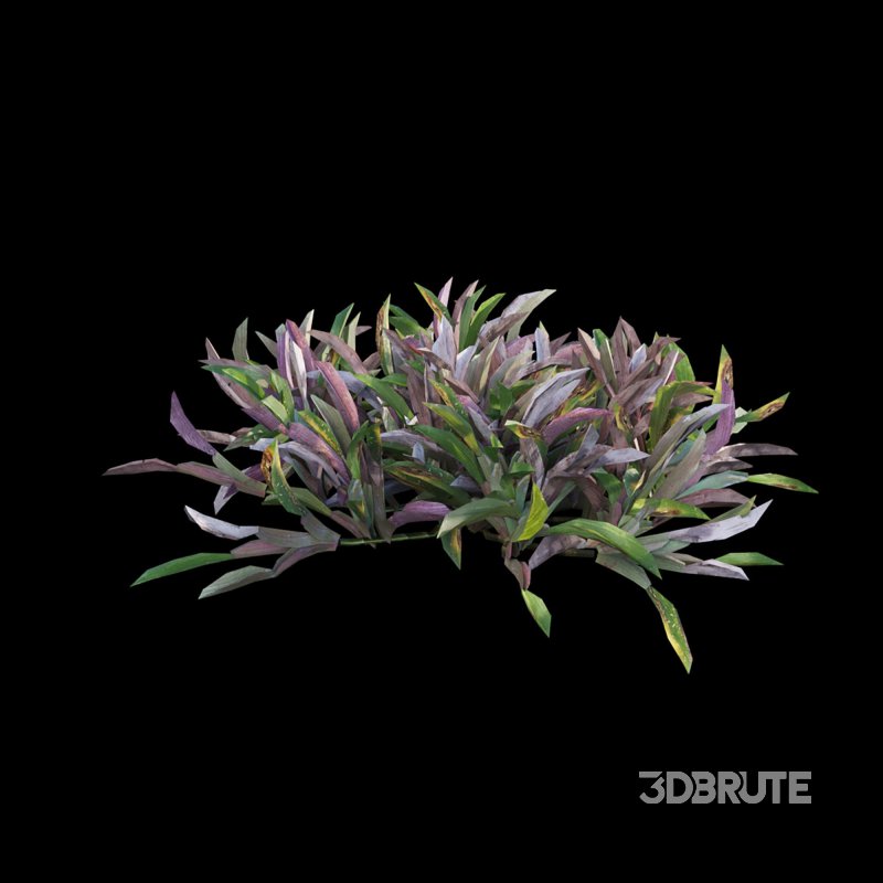 Axonopus compressus_old Image 4