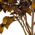 Catalpa Ovata Tree 04 - Thumbnail 6