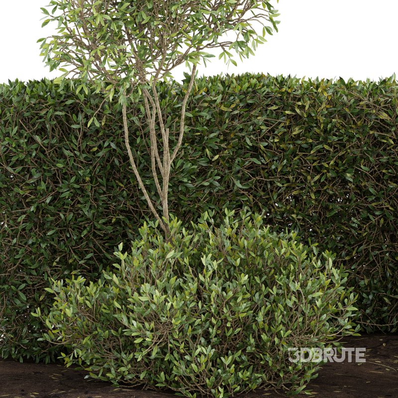 Outdoor Plant Set 08 Image 5